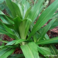 <i>Crinum asiaticum</i>  L.